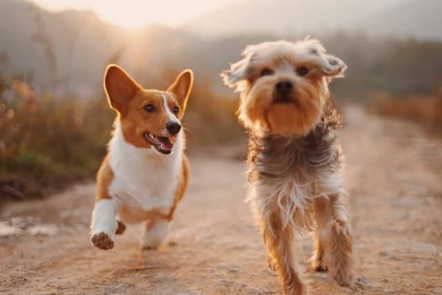2 Dogs Running | Companion Animals Banner Image